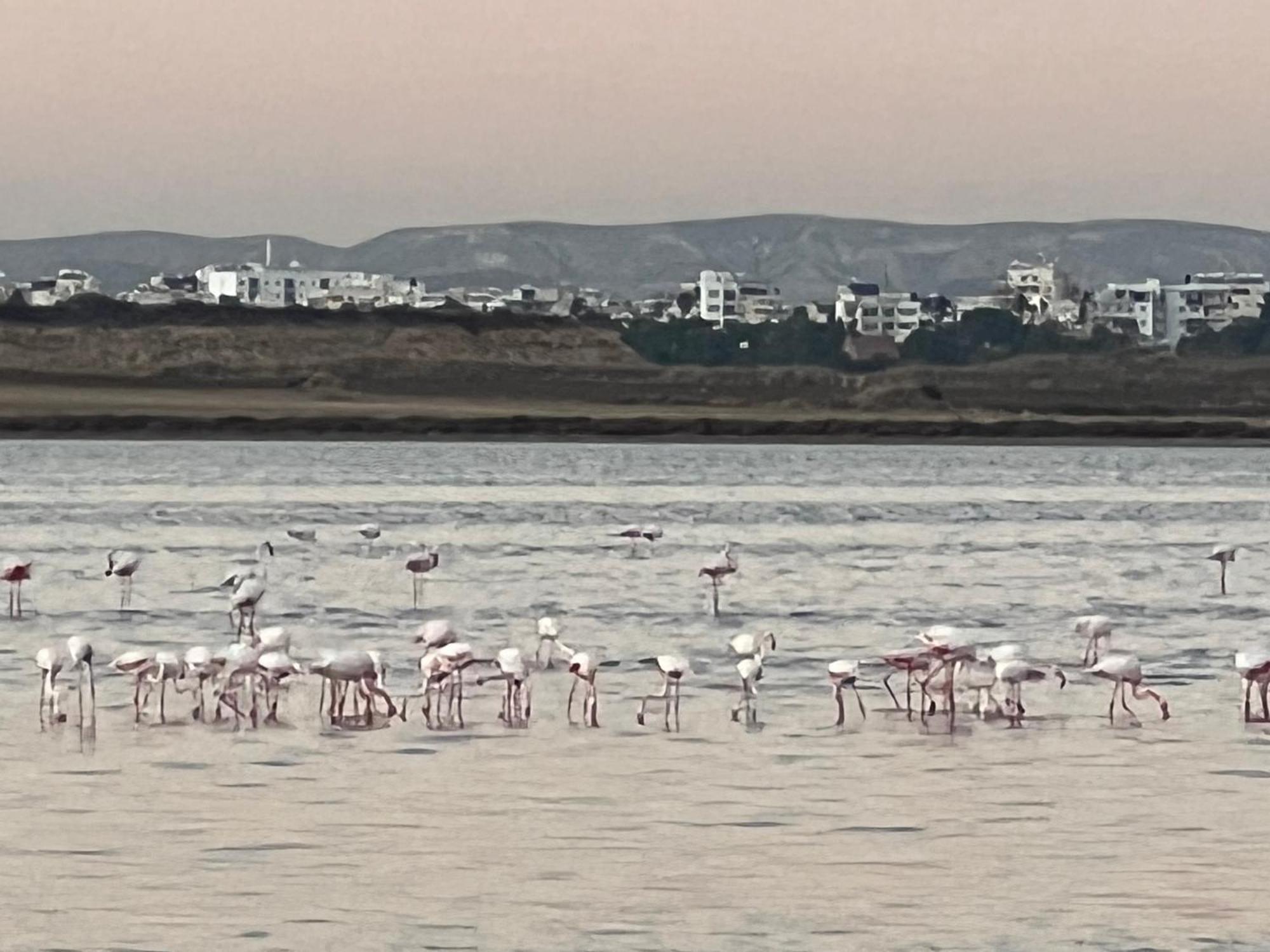Salt Lake Larnaca Extérieur photo